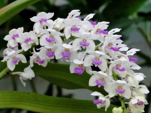 Cách cắm hoa ngày Tết